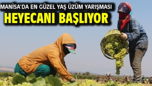 MANİSA'DA EN GÜZEL YAŞ ÜZÜM YARIŞMASI HEYECANI BAŞLIYOR