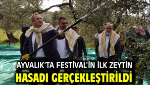 AYVALIK'TA FESTİVAL'İN İLK ZEYTİN HASADI GERÇEKLEŞTİRİLDİ