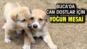 Buca'da can dostlar için yoğun mesai