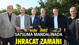 Satsuma mandalinada ihracat zamanı